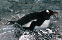 Gentoo Penguin (Pygoscelis papua) on a nest at  Damoy on the Antarctic Peninsula