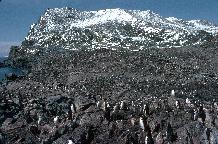Chinstrap Penguin Colony (Pygoscelis antarctica) at, North Point, Signy Island, South Orkney Islands