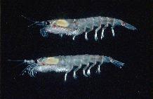 Krill - Euphausia superba. Antarctic krill. The Antarctic Krill (Euphausia superba)  a key species in the Antarctic food chain. These grow to a maximum size of 6cm, occurring in dense swarms.