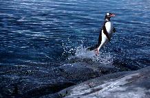 Gentoo Penguin (Pygoscelis papua) leaping out of water