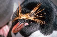Macaroni Penguin (Eudyptes chrysolophus)