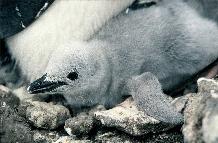 Chinstrap penguin chick on Bellingshausen Island, South Sandwich Islands