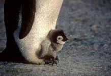 Adult Emperor Penguins (Aptenodytes forsteri)