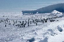 Emperor penguin (Aptenodytes forsteri) colony on the sea ice close to Halley Research Station on the Brunt Ice Shelf