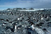 Adelie Penguin Colony (Pygoscelis adeliae) during incubation