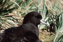 White-chinned Petrel ( Procellaria aequinoctialis ) sitting outside nesting burrow