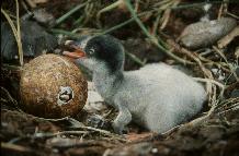 Gentoo penguin (Pygoscelis papua) chicks, one about to emerge from shell.