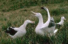 Wandering albatross mating display
