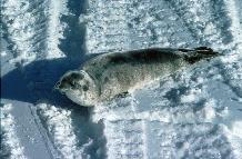 Crabeater Seal pup (Lobodon carcinophagus). Despite their name Crabeater seals eat krill predominately