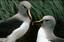 Pair of Grey-headed Albatrosses (Thalassarche chrysostoma) in colony A, Bird Island