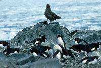 Brown skua and Adelie penguins. Basically fish-eaters brown skuas are also predators and scavengers.