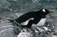 Gentoo Penguin (Pygoscelis papua) on a nest at  Damoy on the Antarctic Peninsula