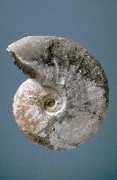 Fossil ammonite - Cretaceous