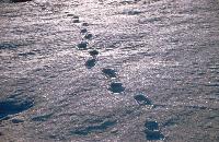 Footsteps in the snow near Rothera Research Station.