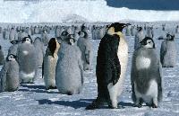 Emperor penguins (Aptenodytes forsteri) on the sea ice close to Halley Research Station on the Brunt Ice Shelf. The young Emperor chicks are moulting.