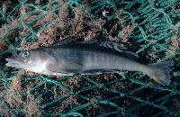 Champsocephalus gunnari  -  Mackerel Icefish adult 35 cm long. They can grow to over half a metre in length and feed predominantly on krill. They are widespread over the continental shelf of South Georgia and Shag Rocks.