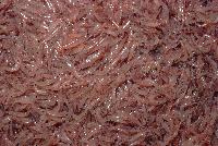 Krill - Euphausia superba.  The catch of a net land off South Georgia: Antarctic Krill, Euphausia superba.