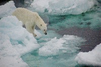 Polar Bear (Ursus maritimus) on sea ice in the Fram Straight 79 degrees north Norwegian Cruise.