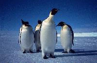 Emperor penguins (Aptenodytes forsterion) on the sea ice at Drescher Inlet, Brunt Ice shelf, Antarctica