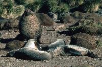 A male fur seal holding territory on Bird Island South Georgia. The bull male is shown guarding a hareem of 4 females.