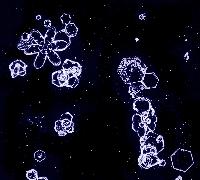Formvar replica taken on the Avery Plateau during December 1995.  Cloud particles about 50-500 microns across. They are mostly hexagonal plates.