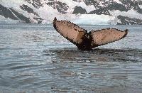 Flukes of Humpback Whale (Megaptera novaeangliae), Individual humpbacks are identified by the unique pattern on their flukes.
This image is associated with the 2005-2010 BAS science programme: DISCOVERY 2010- Integrating Southern Ocean Ecosystems into the Earth System