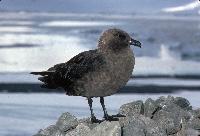 South Polar Skua. Breeds on the Antarctic continent from September-April and winters in the Pacific, Indian and Atlantic Oceans.