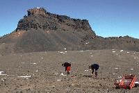 Dinosaur hunting on Sandwich Bluff, Vega Island.  Fossil remains of a hypsilophodontid dinosaur that is about 70 million years old. The fragmented bones of the skull, fore limbs and vertebral column from a 5 metre long animal were collected on a scientific cruise to James Ross Island