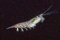 Antarctic Krill - Euphausia superba - these grow to a maximum size of 6cm, occurring in dense swarms.