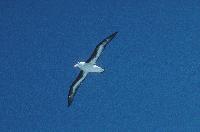 Black browed Albatross in flight close to South Georgia