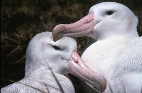 Adult female (left) and male (right) Wandering Albatross (Diomedea exulans) sitting at nest site prior to starting breeding.