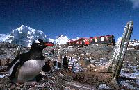 Gentoo penguin at Port Lockroy