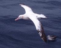 Wandering Albatross (Diomedea exulans) in flight over the sea.  