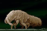 Cryptopygus antarcticus, Springtail False colour, scanning electron-micrograph, of the Antarctic springtail Cryptopygus antarcticus. Cryptopygus is one of the most successful terrestrial arthropods to have colonised the Antarctic continent. Although only 1-2 mm long and weighing only a few micro-grams, it is one of the largest animals to complete its lifecycle on the Antarctic continent. The springtail, which is actually an iridescent black colour, avoids freezing by accumulating antifreeze compounds. These reduce the freezing point of its body fluids in the same way that antifreeze additives prevent the freezing of water in a car radiator. This enables these tiny animals to survive temperatures below -25C.  (Insecta, Collembola)