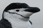 [10011277]
